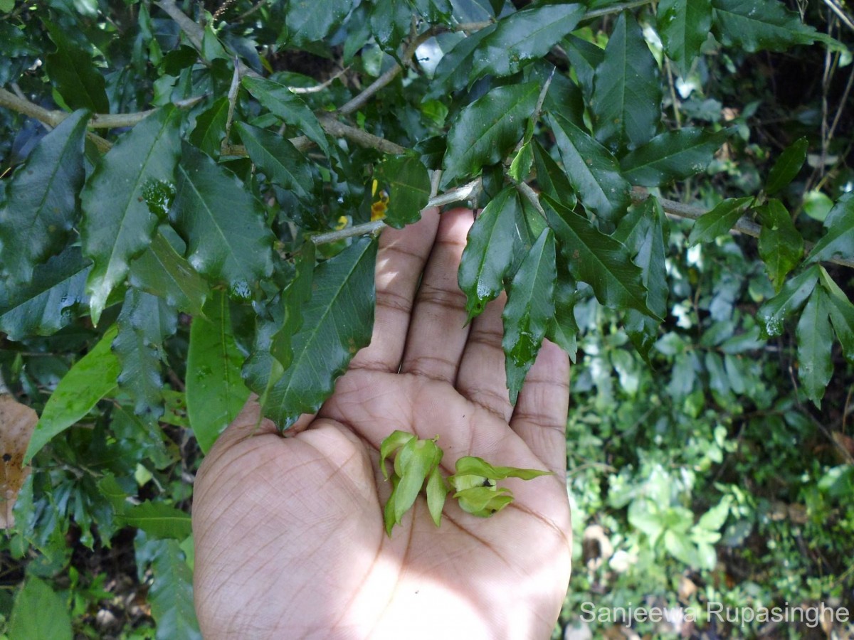 Streblus taxoides (B.Heyne) Kurz